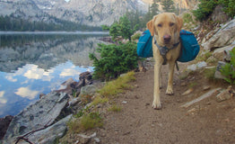 A dog with a backpack on a hiking trail