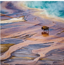 A wild buffalo in Yellowstone National Park